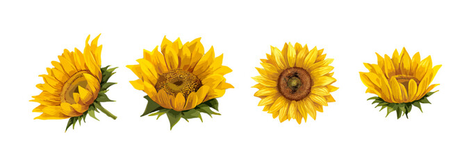 Sunflowers Isolated on White Background: Watercolor Botanical Illustration, Hand Drawing, Set of Flowers and Leaves