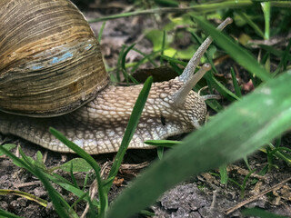 snail on a leaf