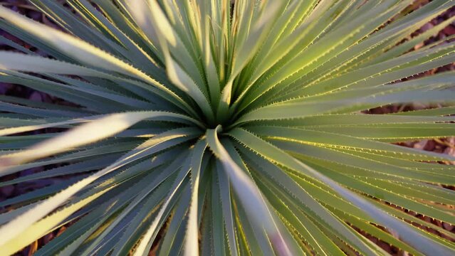 Desert Cactus Plant Looking From Above