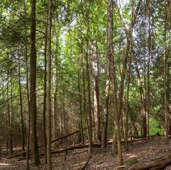 Panorama of forest landscape
