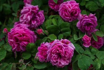 薔薇