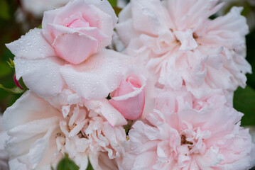 薔薇