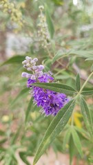 purple flowers green leaves plant flora of israel, nature, botany