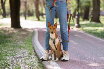 An African basenji dog sits at the feet of its owner in the park. - obrazy, fototapety, plakaty