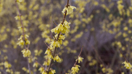 forsythia in rain