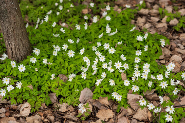 first spring flowers wood anemones among the dry foliage in the forest
