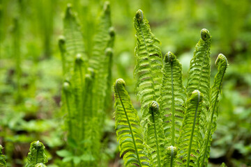 natural spring background, forest landscape with sprouts of ferns