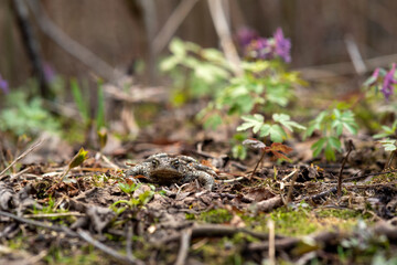 common toad hides among dry foliage and spring vegetation