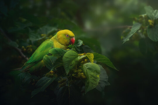 Female ringneck parakeet in a tree