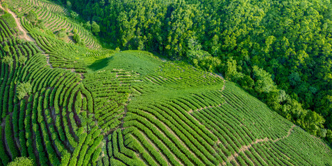 Aerial view of tea garden at highlands