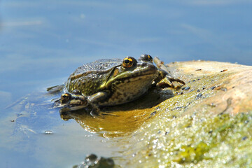 grenouille