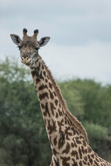 giraffes in the African savannah