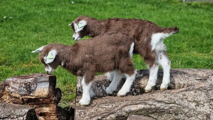 Naklejka na ściany i meble Young goats playing on a tree stump.