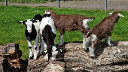 Young goats playing on a tree stump.