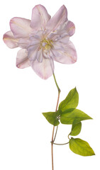 Obraz na płótnie Canvas clematis flower isolated