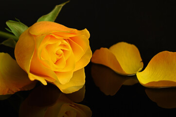yellow rose on black background