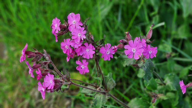 Flowers of Silene dioica or Melandrium rubrum, known as red campion and red catchfly, in the garden.