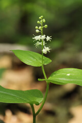 Fototapeta na wymiar Canada Mayflower (Maianthemum canadense) in bloom with its small, white flowers in a forest. 