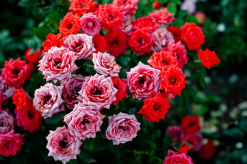 Roses field, pink, colorful flowers. Fragrant