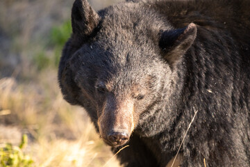 Young black bear seen during the summertime. Taken in Yukon Territory, Northern Canada. Close up view on face at sunset with golden hour. 
