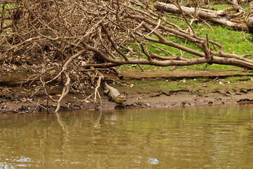 crocodile at a river, Alajuela, Costa Rica