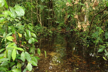 Fototapeta na wymiar leaves in the forest, Salamanca, Costa Rica