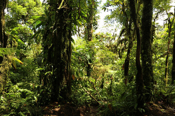 sunlight in the rainforest, Alajuela, Costa Rica