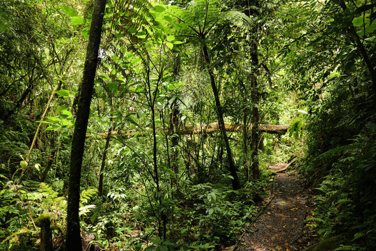 tree in the woods, Tilarán, Guanacaste, Costa Rica