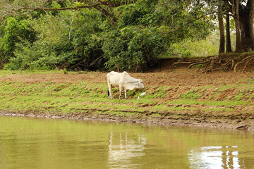 cows in the field at a River, Alejuela, Los Chiles, Costa Rica
