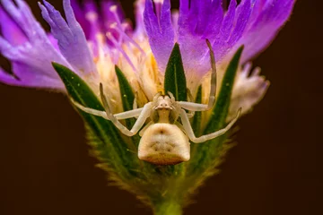 Fototapeten Goldenrod crab spider feasting on fly. Macro photo © blackdiamond67