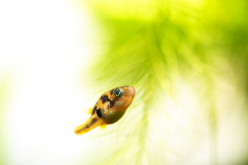 Dwarf pufferfish, Malabar pufferfish close up photo. Pygmy pufferfish, pea pufferfish tropical...