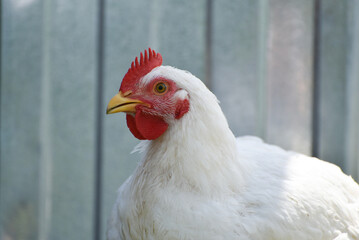 White hen on the farm, rural wildlife. Broiler