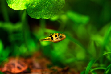 Dwarf pufferfish, Malabar pufferfish close up photo. Pygmy pufferfish, pea pufferfish tropical...