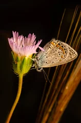 Gordijnen Macro shots, Beautiful nature scene. Closeup beautiful butterfly sitting on the flower in a summer garden. © blackdiamond67