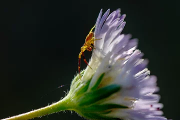  Goldenrod crab spider feasting on fly. Macro photo © blackdiamond67