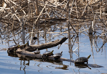 painted turtles sunning on a log in a pond on an early spring day