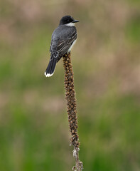 an eastern kingbird sits perched on a great mullein as it looks out over the prairie 