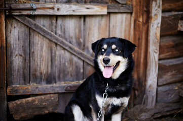 A half-breed happy dog - husky-alabay who lives on the yard