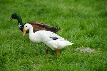 Zwei Laufenten auf der Wiese