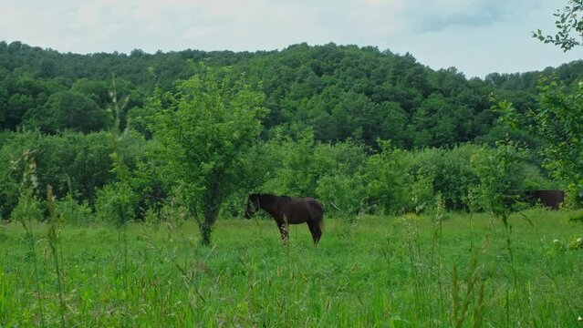 Beautiful brown horse standing in field tied to tree in village and grazing, eating green fresh grass. 4k Horizontal slow motion footage. Stallion waves his mane and tail away annoying biting insects.