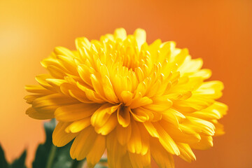 Flower on Shining yellow texture with a warm glow. Ray Flower colors, monochrome. Generative AI content