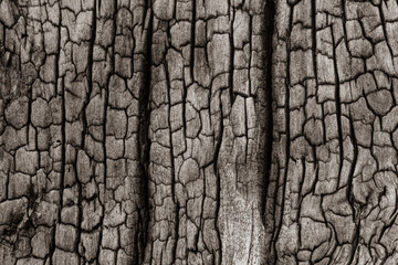 Fototapeta premium Textura horizontal de madera quemada carbonizada con grietas profundas para fondo