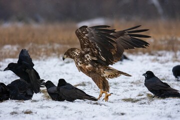 Close-up of the white-tailed eagle (Haliaeetus albicilla) - large brown-white eagle on snow in winter
