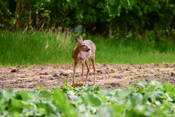 Fotobehang The roe deer (Capreolus capreolus) on a meadow © Hubert Schwarz