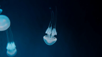 Acromitus flagellatus jellyfish, transparent jellyfish live in the coastal waters dark background.