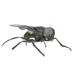 fly isolated on transparent background