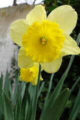 Vibrant Yellow Daffodils in Bloom: A Close-up Shot of April's Spring Beauty . Shot from frogs eye perspective .