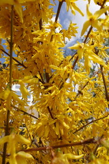 Vibrant Yellow Forsythia Flowers in Full Bloom at the Beginning of Spring . Yellowest beauty of spring against blue sky .