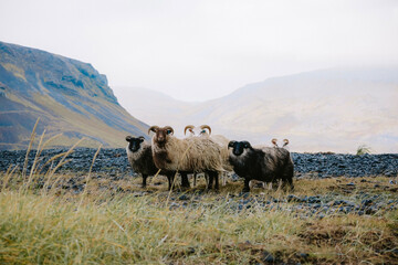 Obraz premium Sheep in Mountains in Iceland