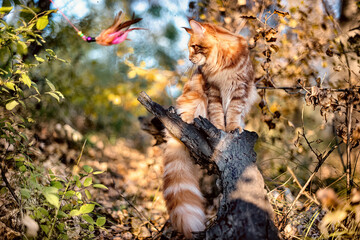 A big red maine coon kitten sitting on a tree in a forest in summer.